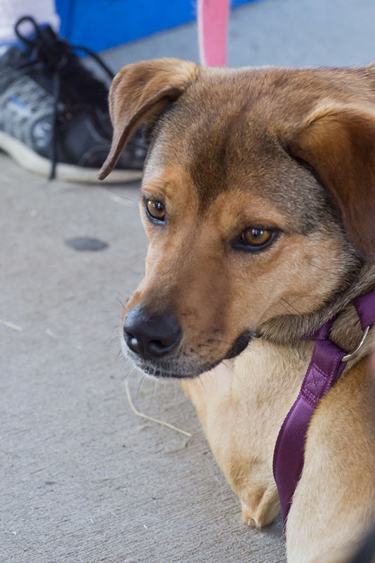 bark_park_060714_6530x