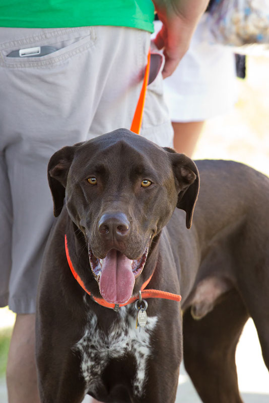 bark_park_060714_6558x