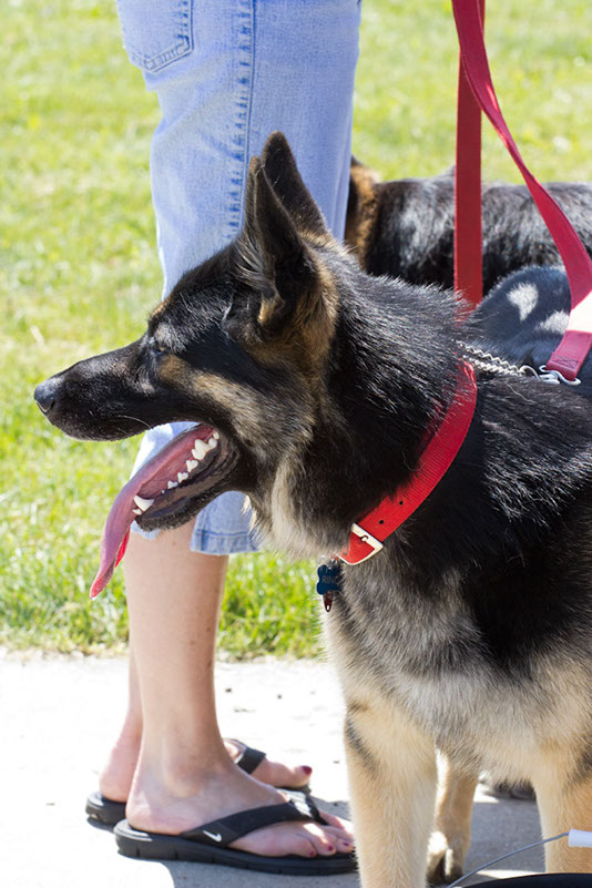 bark_park_060714_6629x