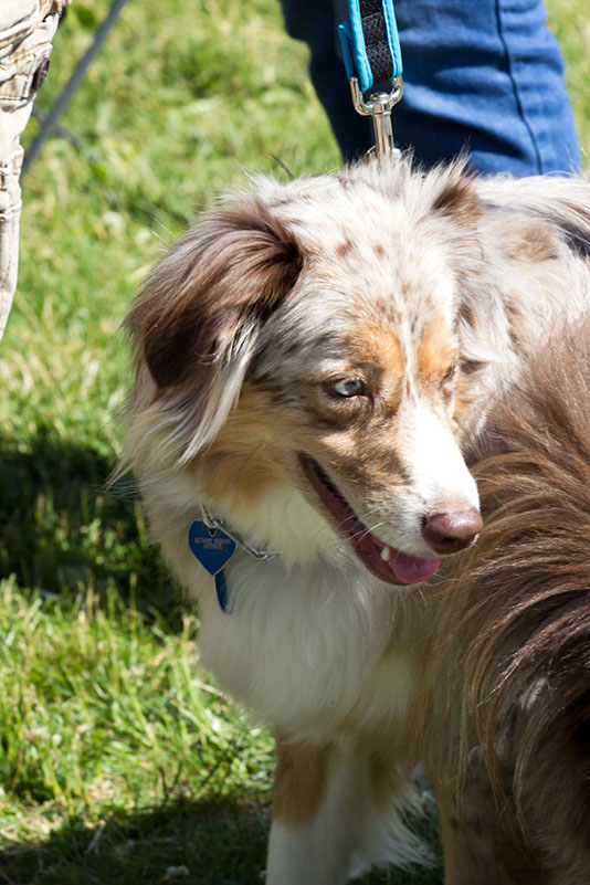 bark_park_060714_6536x