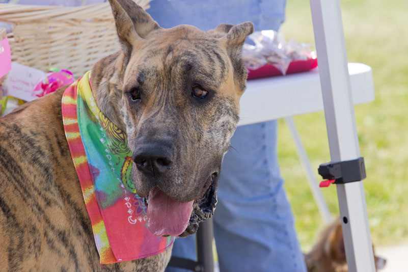 bark_park_060714_6610x