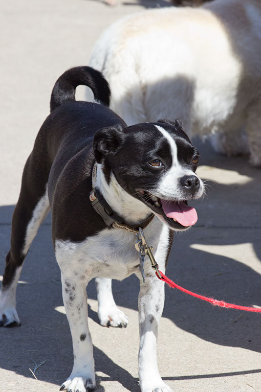 bark_park_060714_6506x