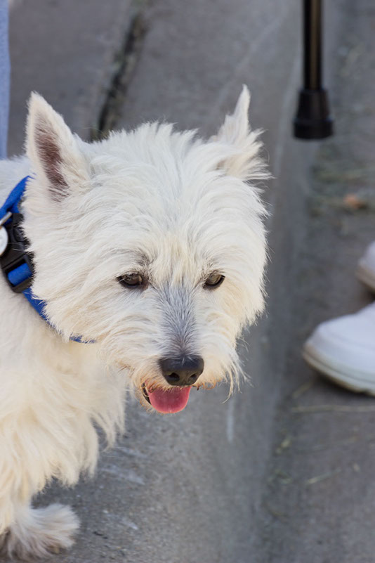 bark_park_060714_6580x