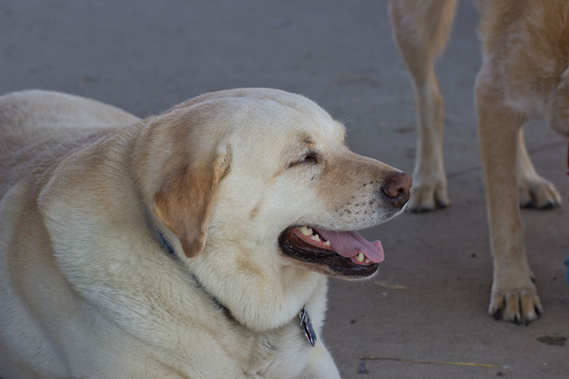 bark_park_060714_6515x