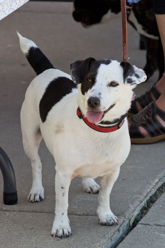 bark_park_060714_6633x