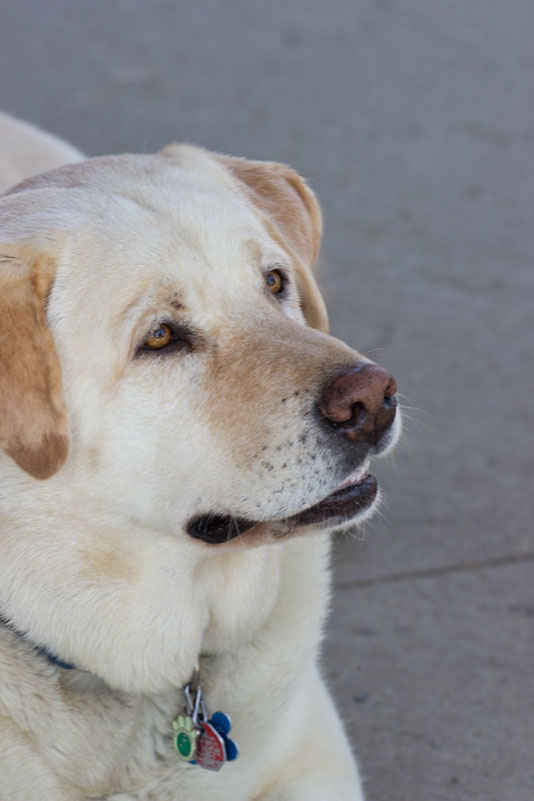 bark_park_060714_6570x