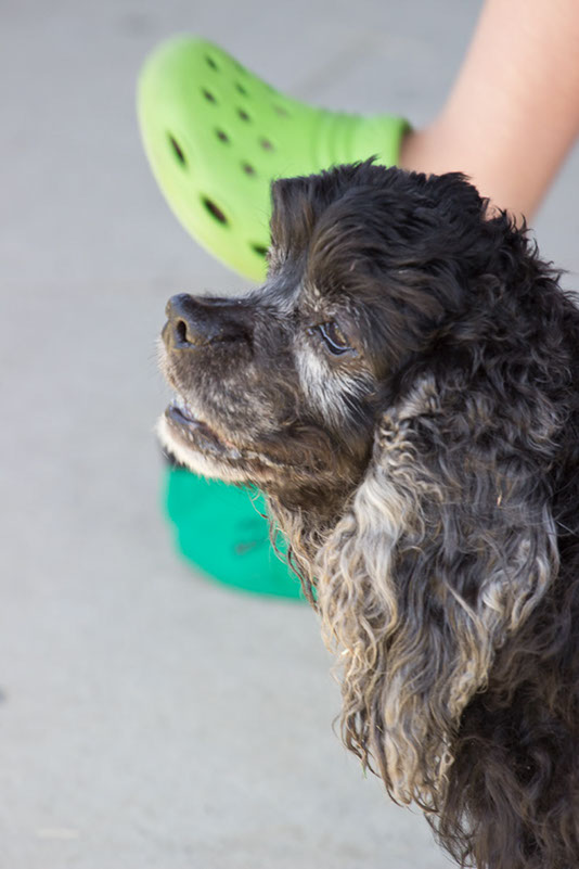 bark_park_060714_6561x