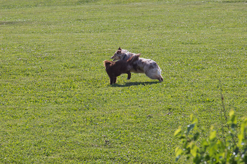 bark_park_060714_6553x