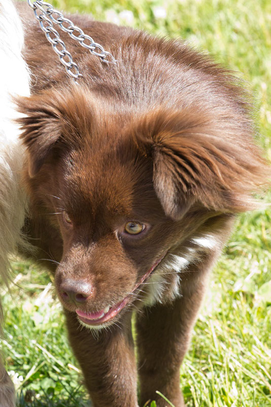 bark_park_060714_6534x