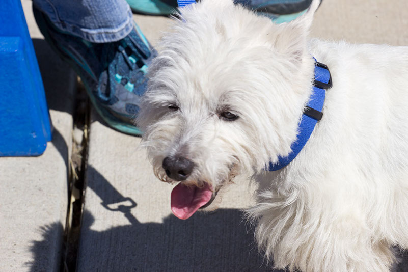 bark_park_060714_6551x