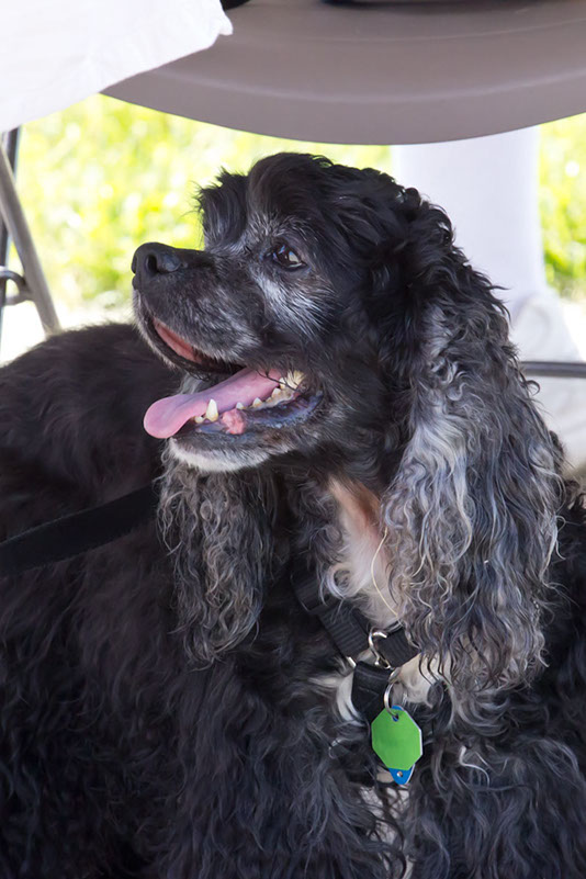 bark_park_060714_6621x