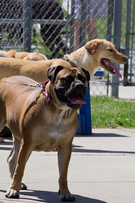 bark_park_060714_6639_cropx