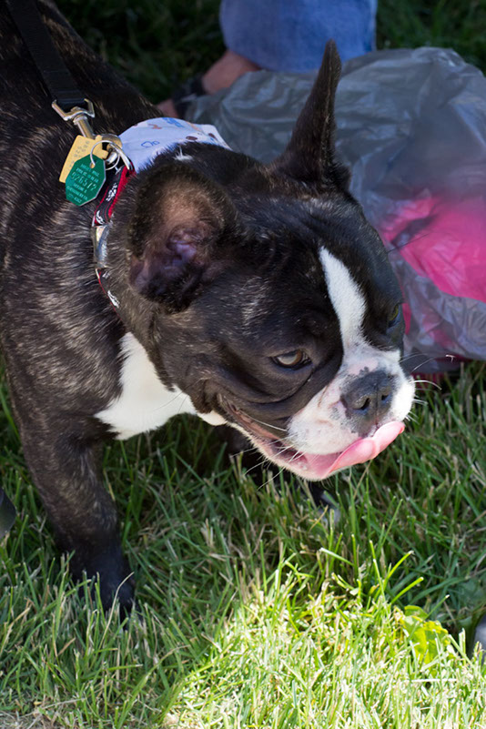 bark_park_060714_6608x